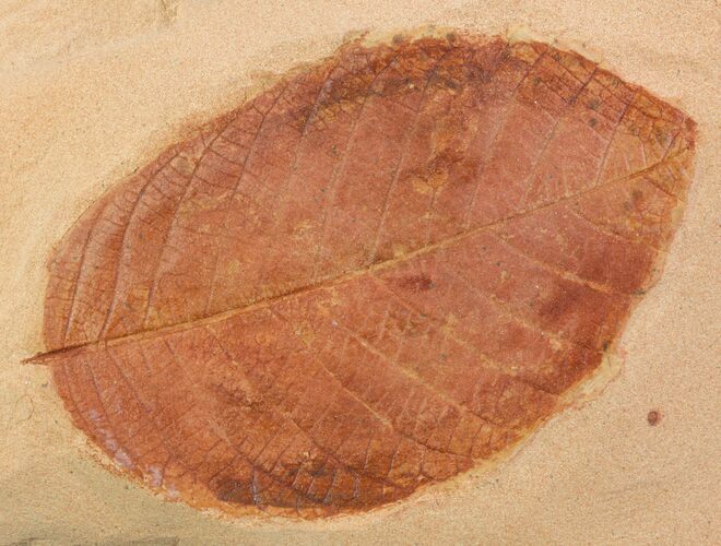 Red Fossil Leaf (Rhamnites) - Montana #93662